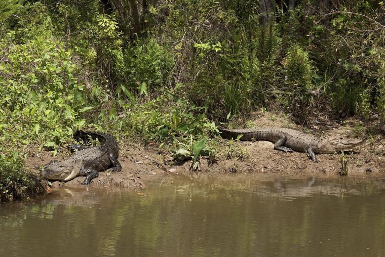 Free stock image of Crocodile on the Shore created by Pixabay