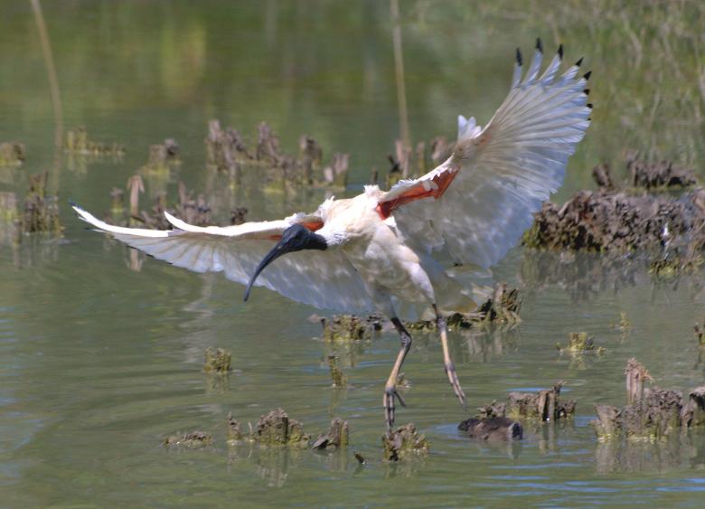 Free stock image of Australian White Ibis created by Pixabay