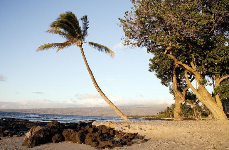 Free stock image of Palm Tree on the Island created by Pixabay