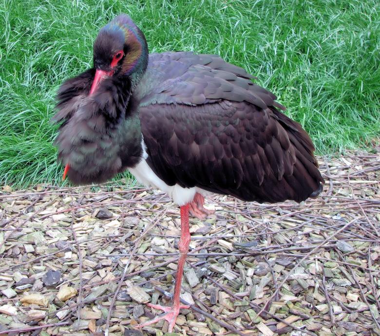 Free stock image of Black Stork created by Pixabay