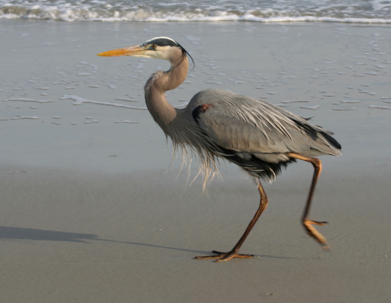 Free stock image of Blue Heron created by Pixabay