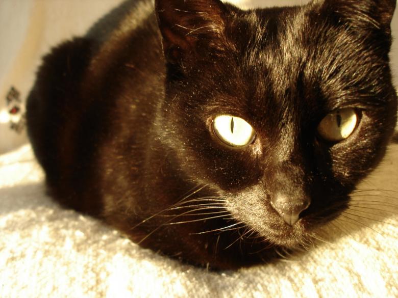 Free stock image of Black Cat created by Pixabay
