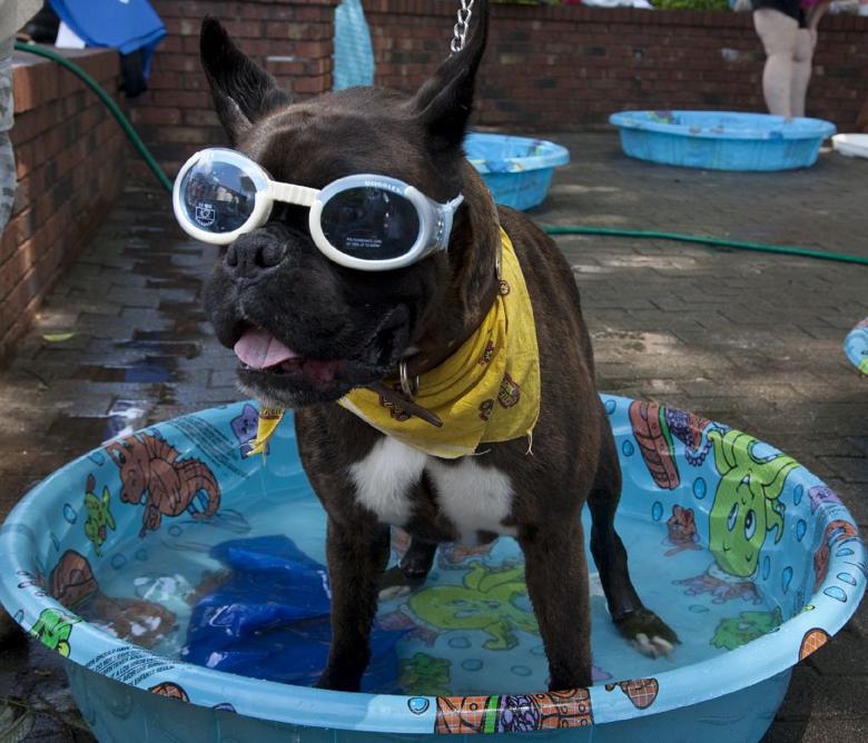 Free stock image of Fashionable Dog created by Pixabay