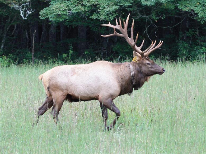 Free stock image of Elk in the Jungle created by Pixabay