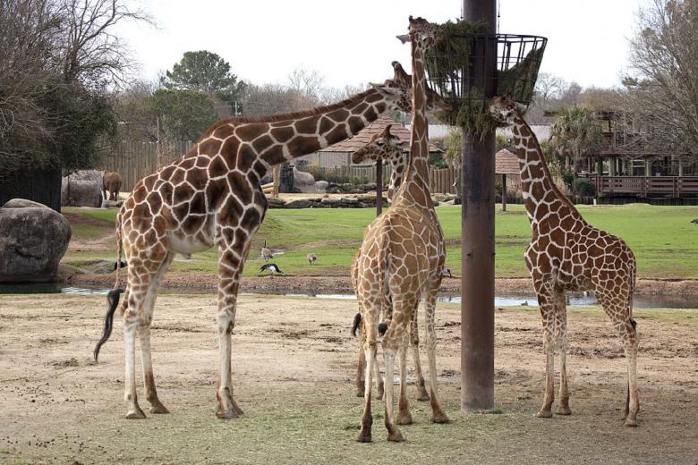 Free stock image of Giraffes in the Zoo created by Pixabay