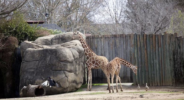 Free stock image of Giraffes in the Zoo created by Pixabay