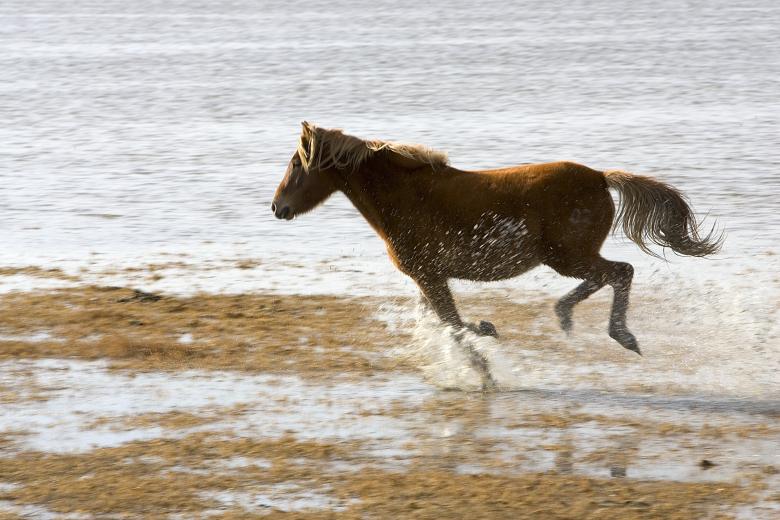 Free stock image of Running Horse created by Pixabay