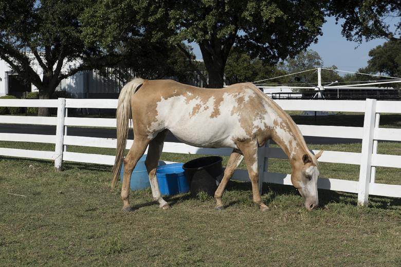Free stock image of Horse Stable created by Pixabay