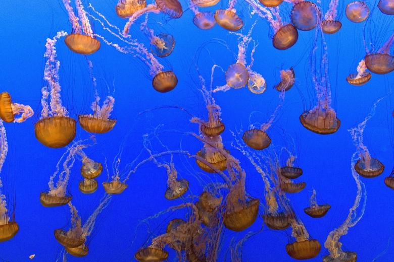 Free stock image of Jellyfish in the Ocean created by Pixabay