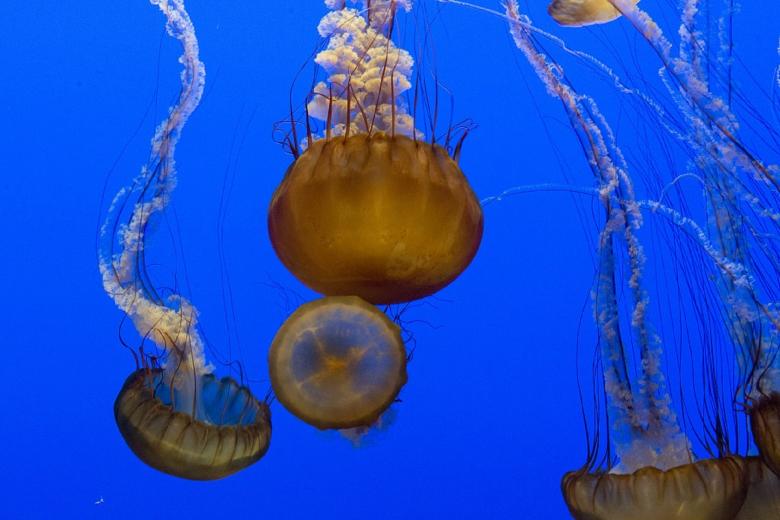Free stock image of Jellyfish in the Ocean created by Pixabay