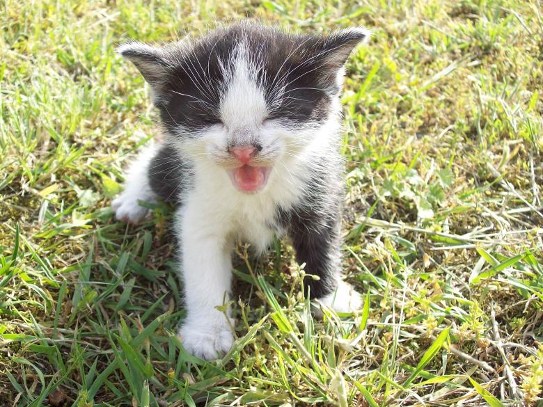 Free stock image of Little Kitten created by Pixabay