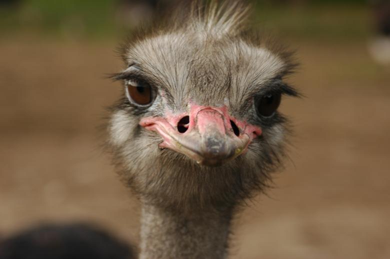 Free stock image of Ostrich Closeup created by Pixabay