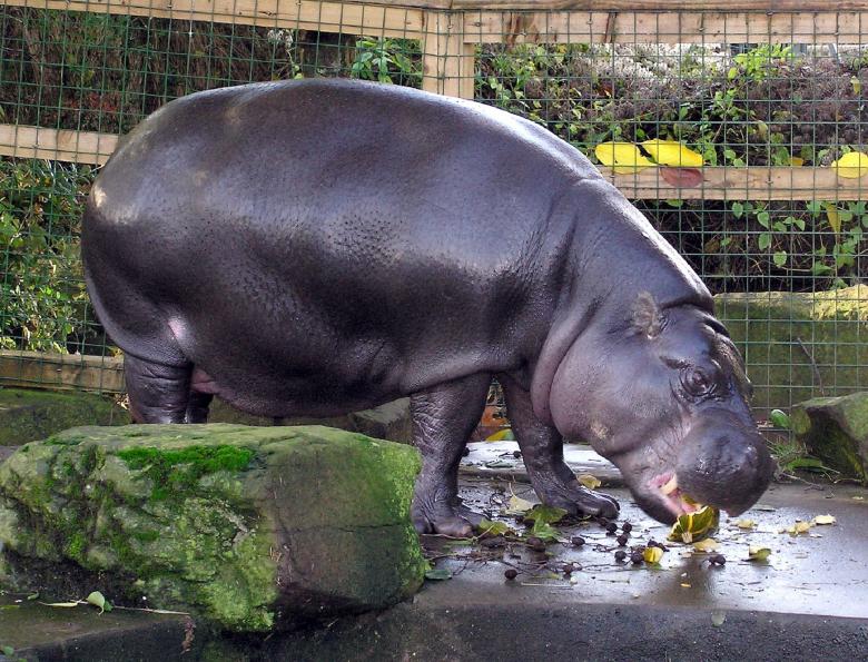 Free stock image of Pygmy Hippo created by Pixabay