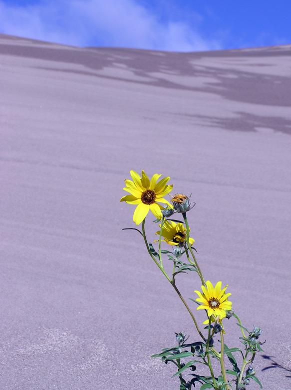 Free stock image of Flowers on the Sand Dunes created by Pixabay
