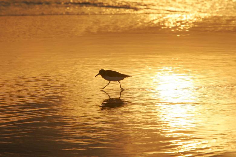 Free stock image of Sanderling Hunting created by Pixabay