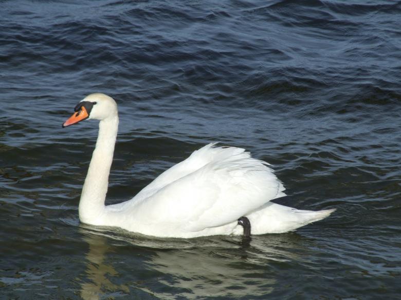 Free stock image of Swan in the Lake created by Pixabay