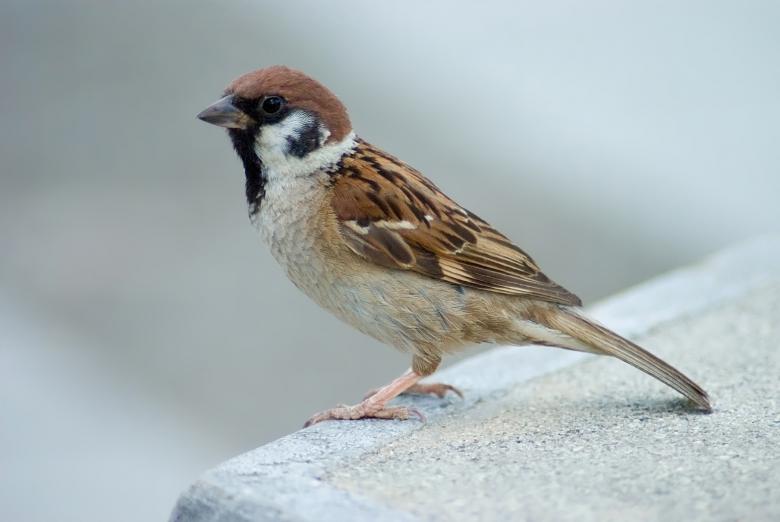 Free stock image of Tree Sparrow created by Pixabay