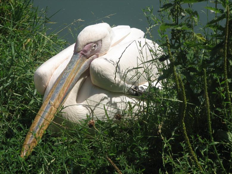 Free stock image of White Pelican created by Pixabay