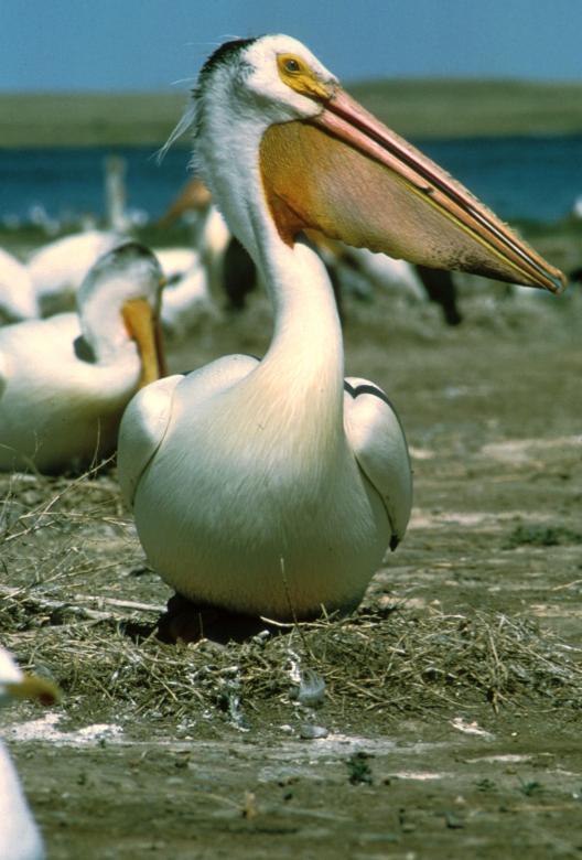 Free stock image of White Pelican created by Pixabay