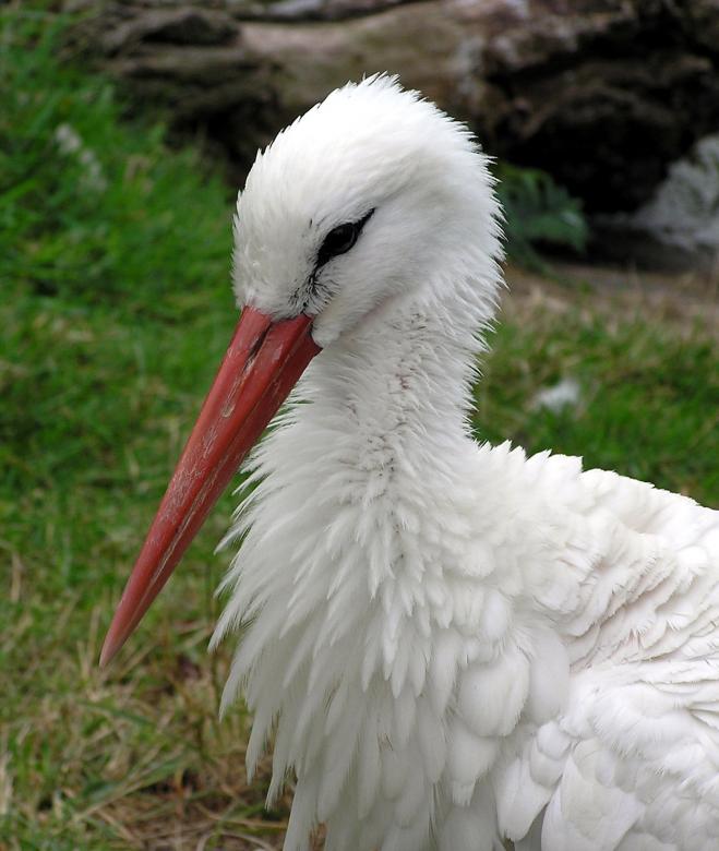Free stock image of White Stork created by Pixabay