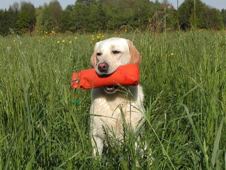 Free stock image of Labrador Retriever created by Pixabay