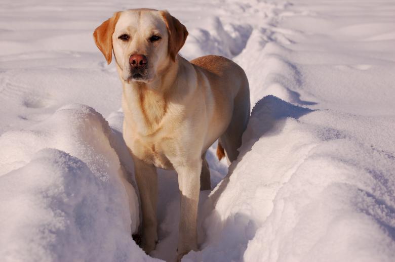 Free stock image of Labrador Retriever created by Pixabay