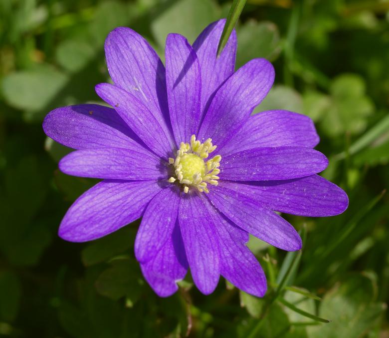 Free stock image of Anemone in the Garden created by Pixabay