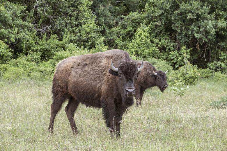 Free stock image of Bison in the Jungle created by Pixabay