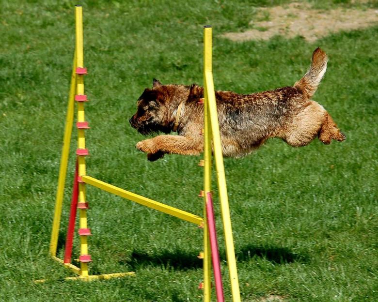 Free stock image of Dog Passing Obstacles created by Pixabay