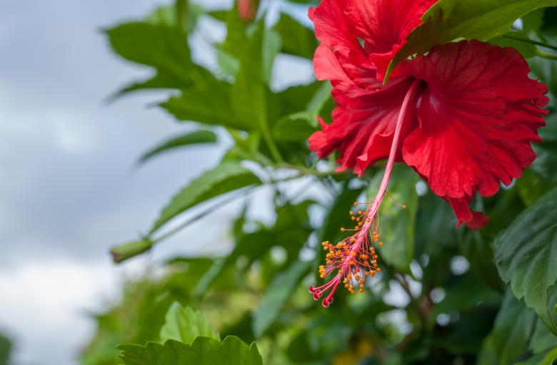 Free stock image of Fresh Hibiscus created by Pixabay