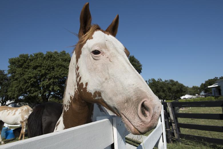 Free stock image of Horse in the Stable created by Pixabay