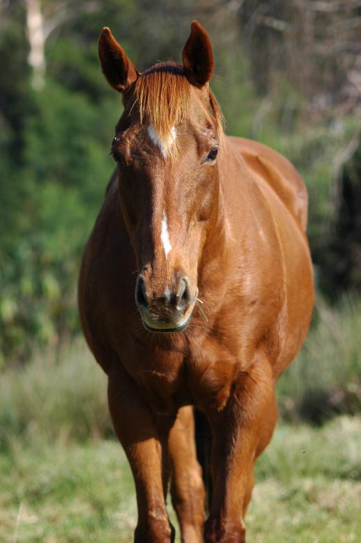Free stock image of Brown Horse created by Pixabay