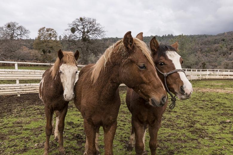 Free stock image of Horses in the Stable created by Pixabay