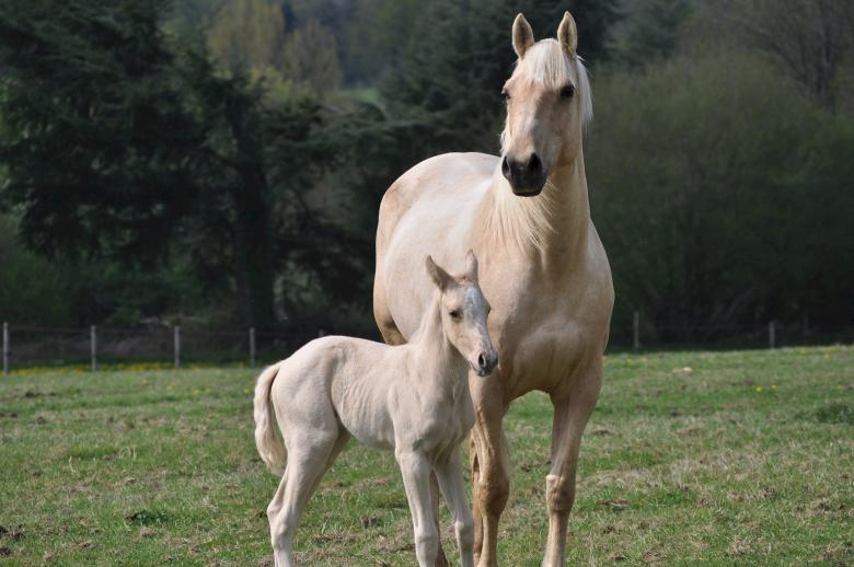 Free stock image of Horses in the Stable created by Pixabay