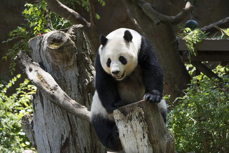 Free stock image of Panda on the Tree created by Pixabay