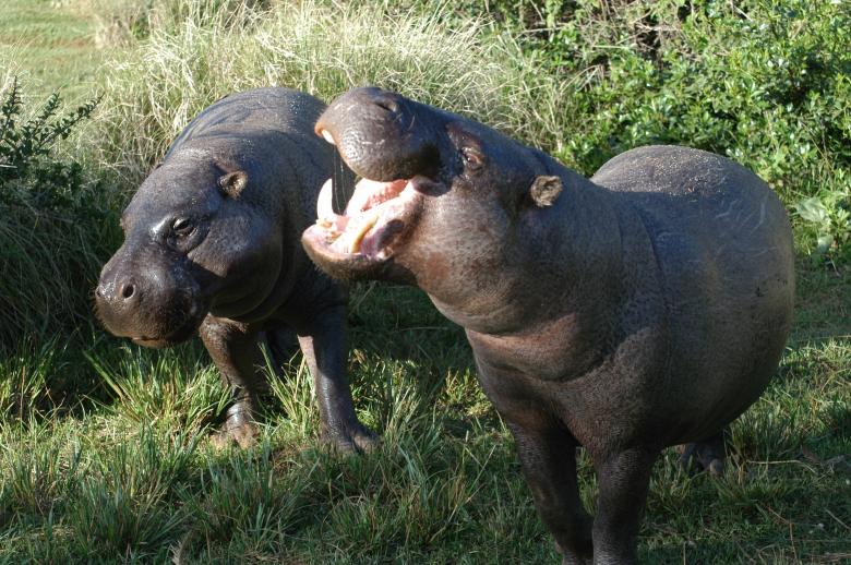 Free stock image of Pygmy Hippos created by Pixabay