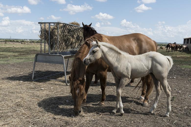 Free stock image of Quarter Horses created by Pixabay