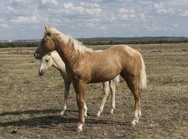Free stock image of Quarter Horses created by Pixabay