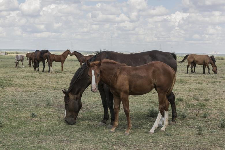 Free stock image of Quarter Horses created by Pixabay