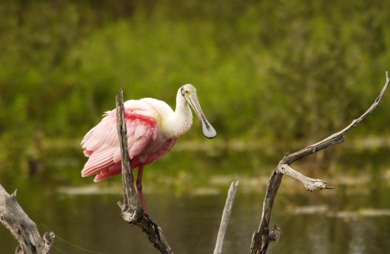 Free stock image of Spoonbill on the Branch created by Pixabay