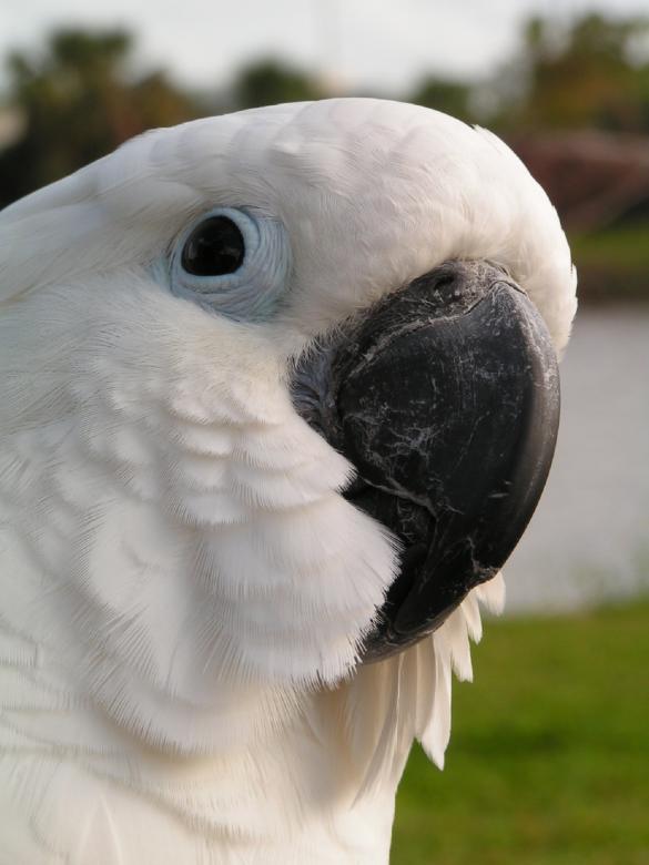 Free stock image of Umbrella Cockatoo created by Pixabay