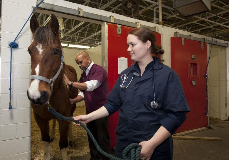 Free stock image of Veterinarian Doctor created by Pixabay