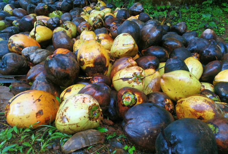 Free stock image of Bunch of Raw coconuts created by Tona sam