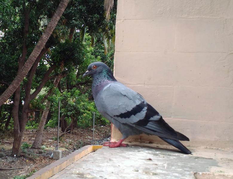 Free stock image of A Pigeon Bird (Columbidae) created by Tona sam