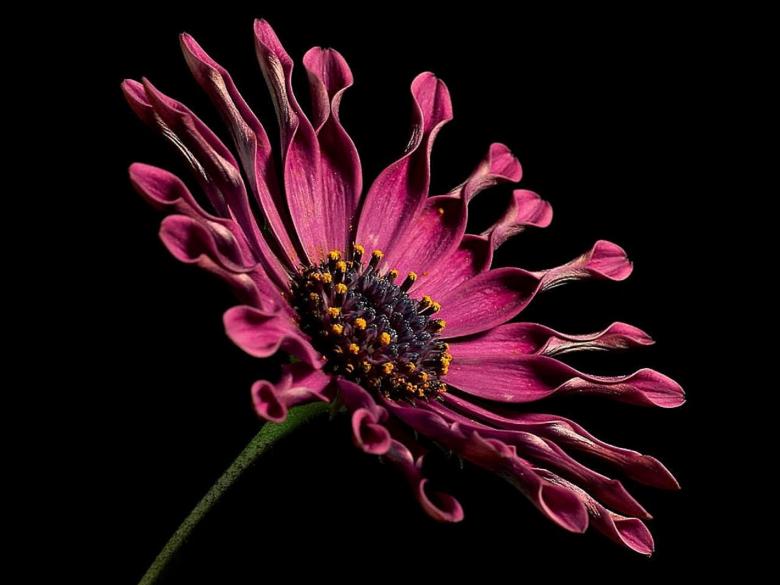 Free stock image of African Daisy created by Pixabay