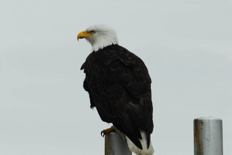 Free stock image of Bald Eagle created by Pixabay
