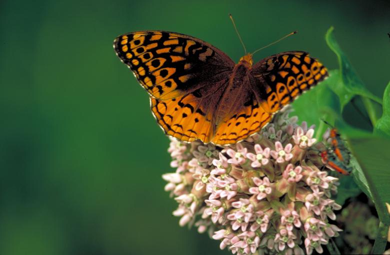 Free stock image of Butterfly in the Garden created by Pixabay
