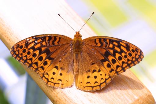 Free Stock Photo of Butterfly on the Wood