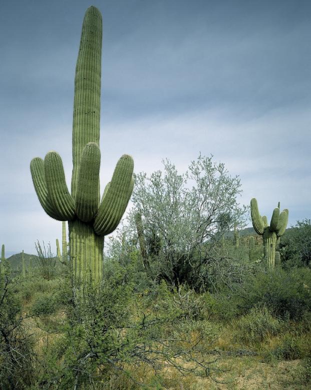 Free stock image of Cactus in the Desert created by Pixabay