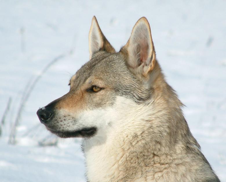 Free stock image of Wolfdog created by Pixabay